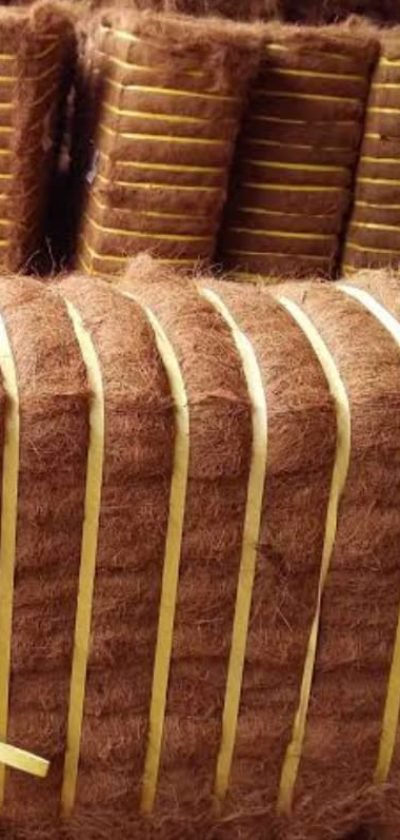 WhatsApp Image 2025-08-19 at 5.23.06 PM (1)